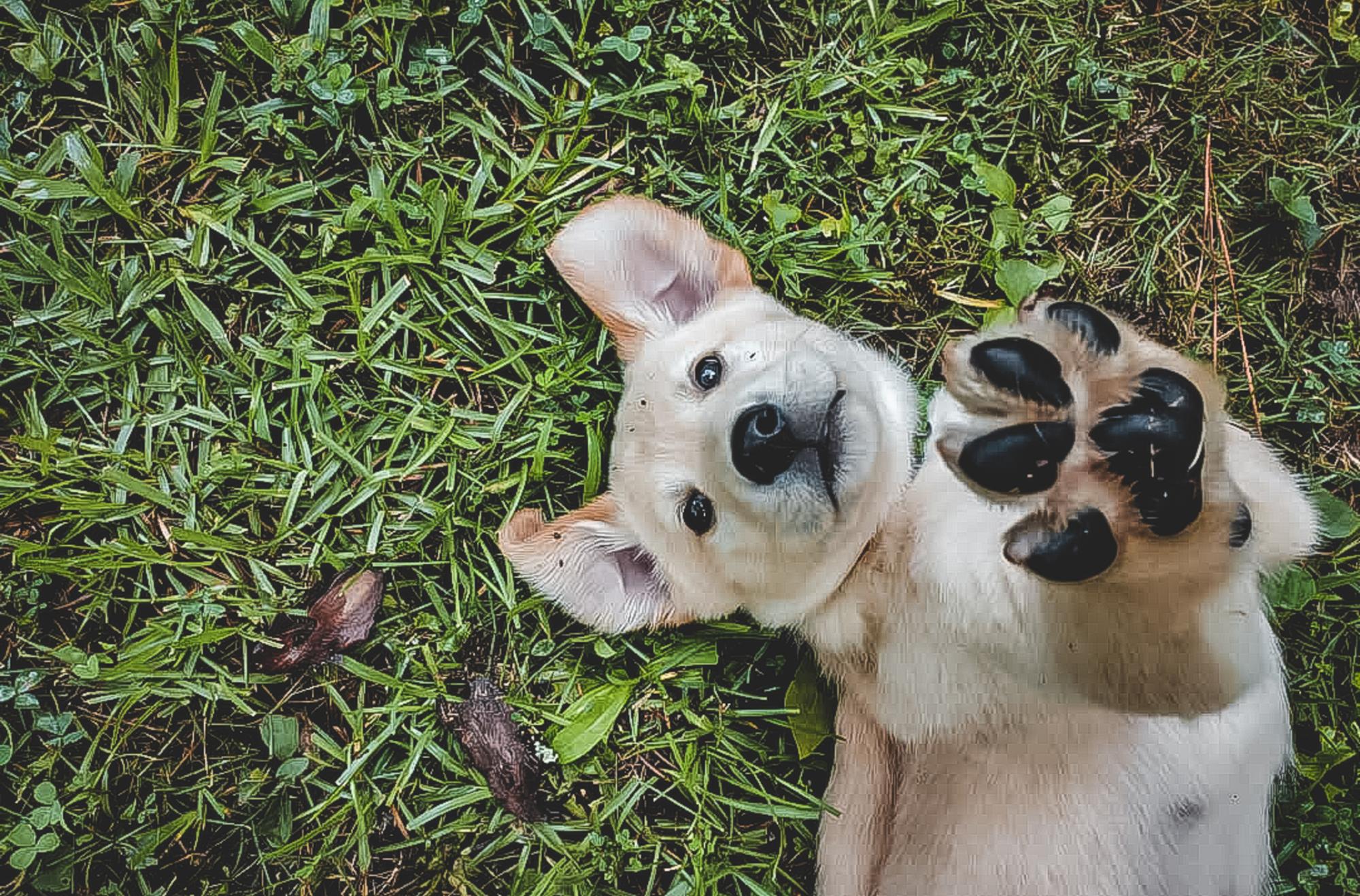 vacanza con animali caldo