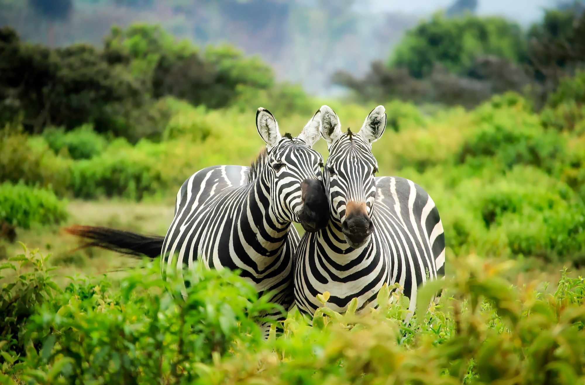 Quando partire in Kenya: I periodi migliori per partire