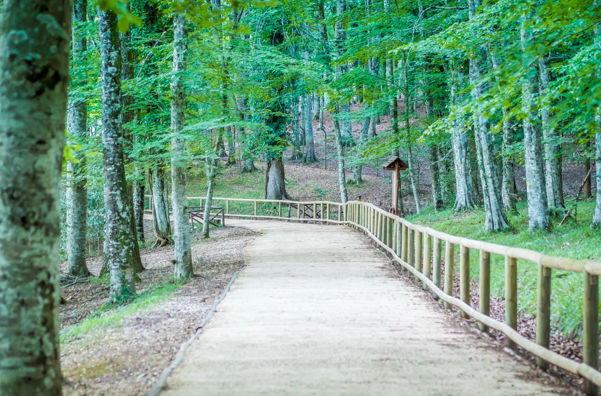 Foresta Umbra nel Parco Nazionale del Gargano