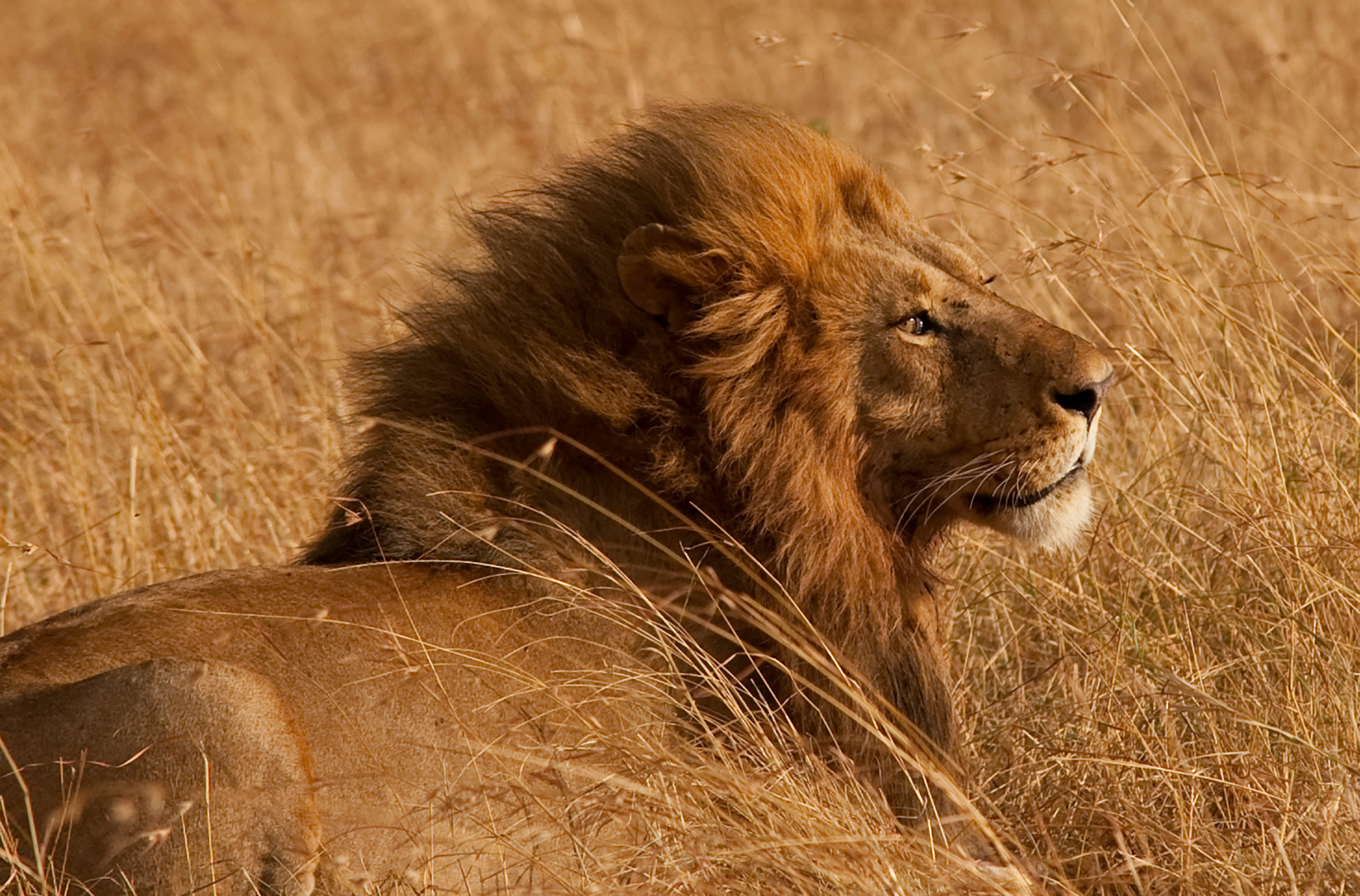 leone-safari-kenya