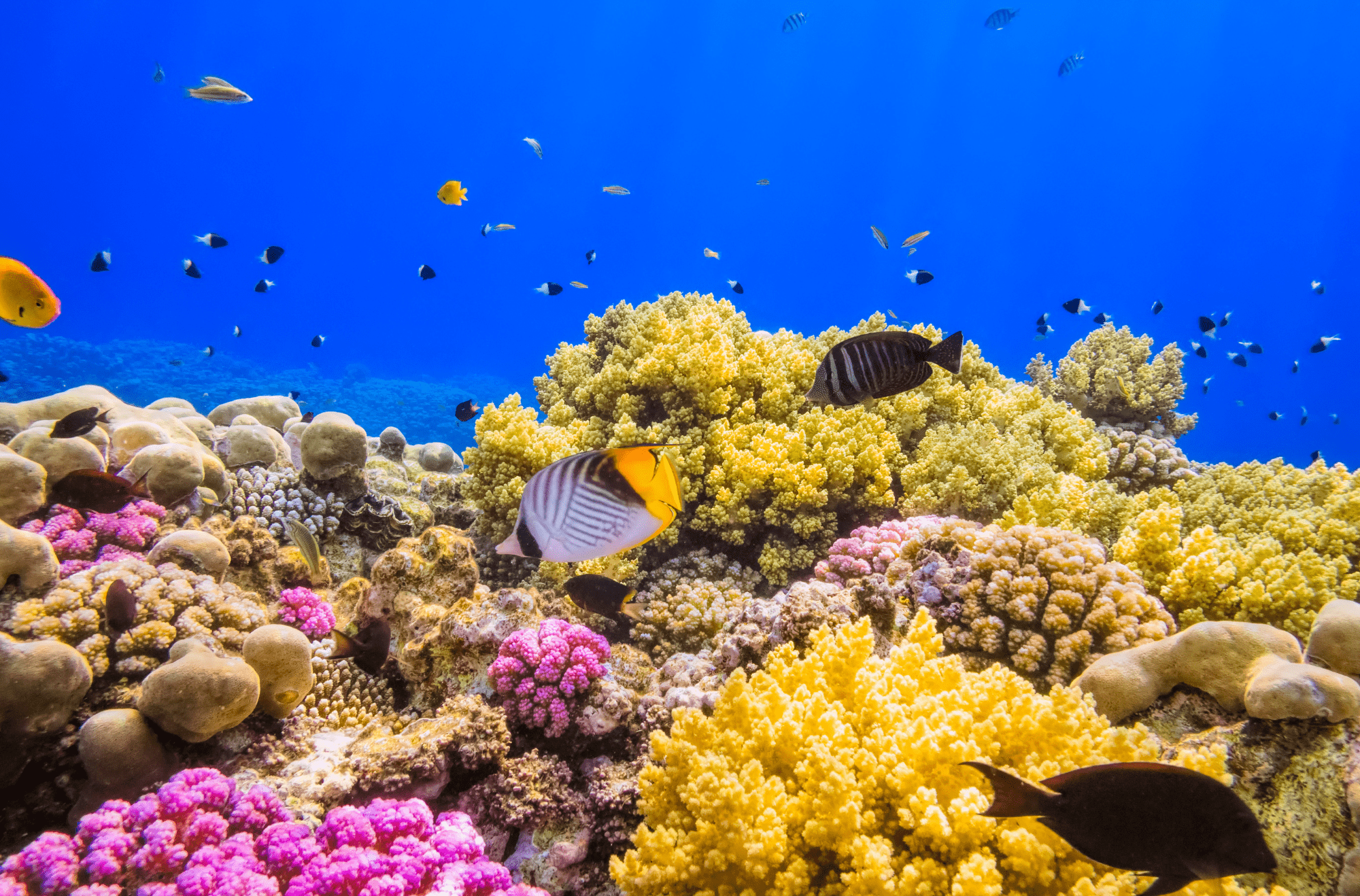 Immersioni a Marsa Alam