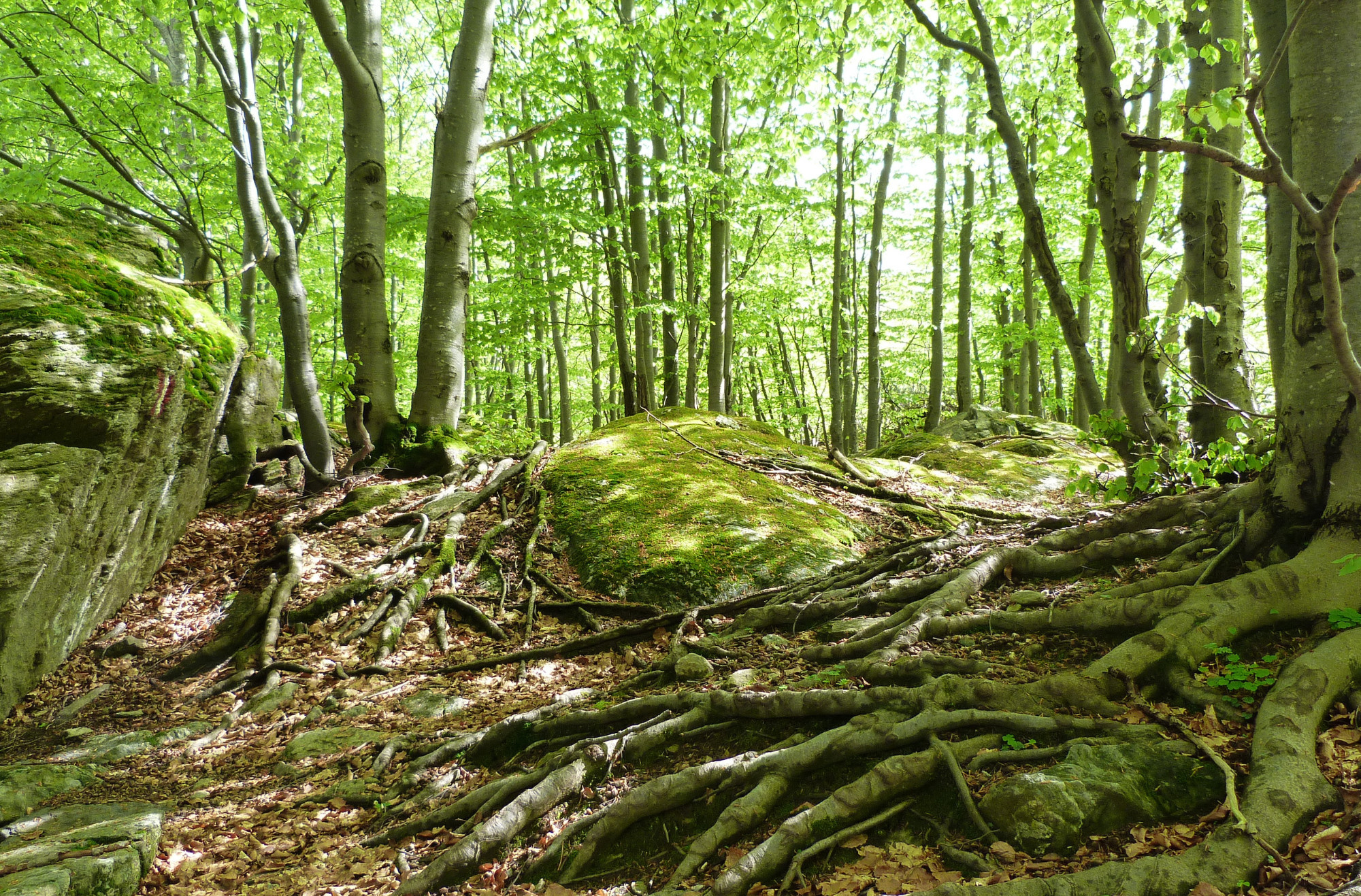 Il Parco Naturale del Gran Bosco