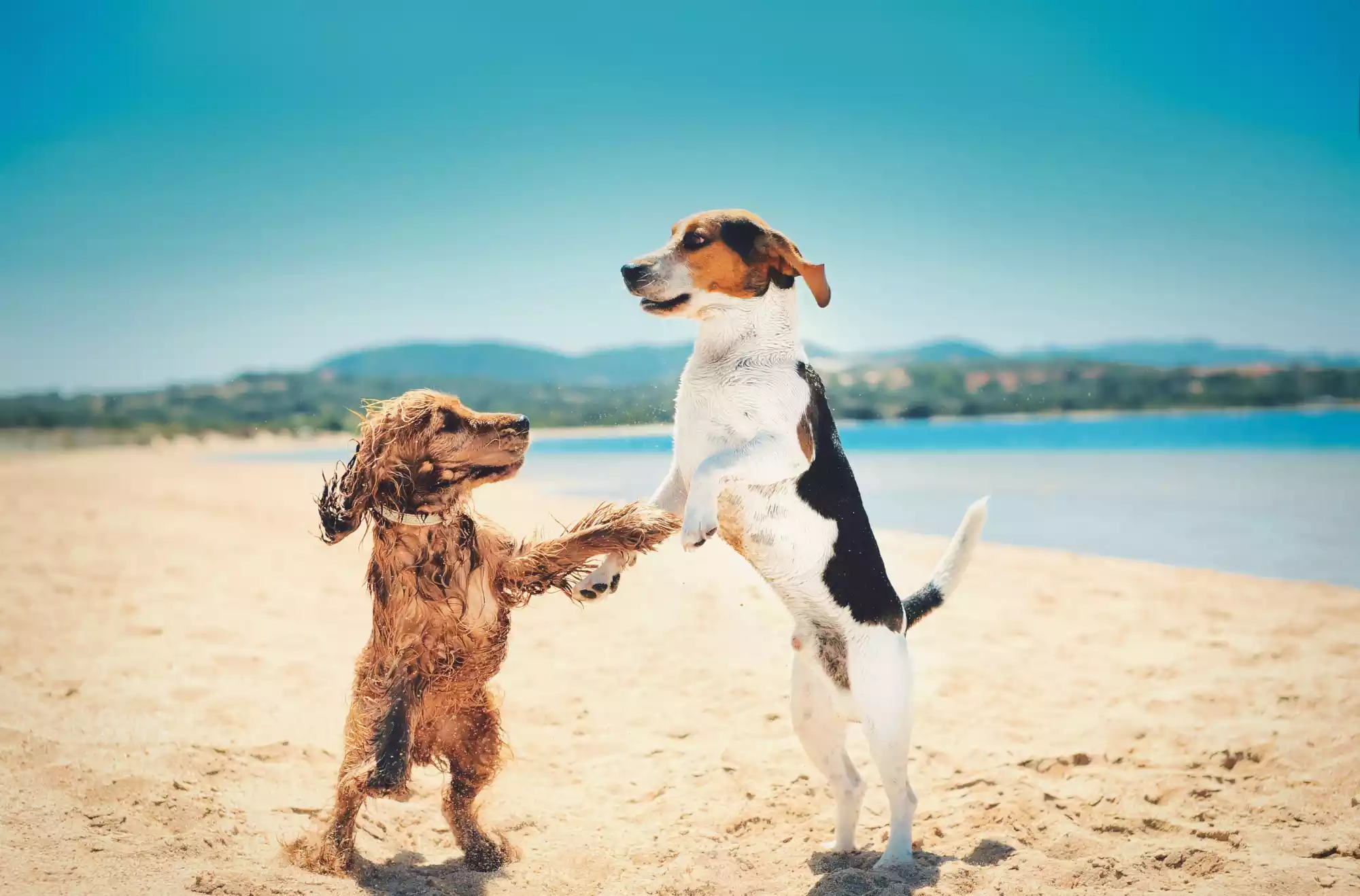 cani in spiaggia ammessi