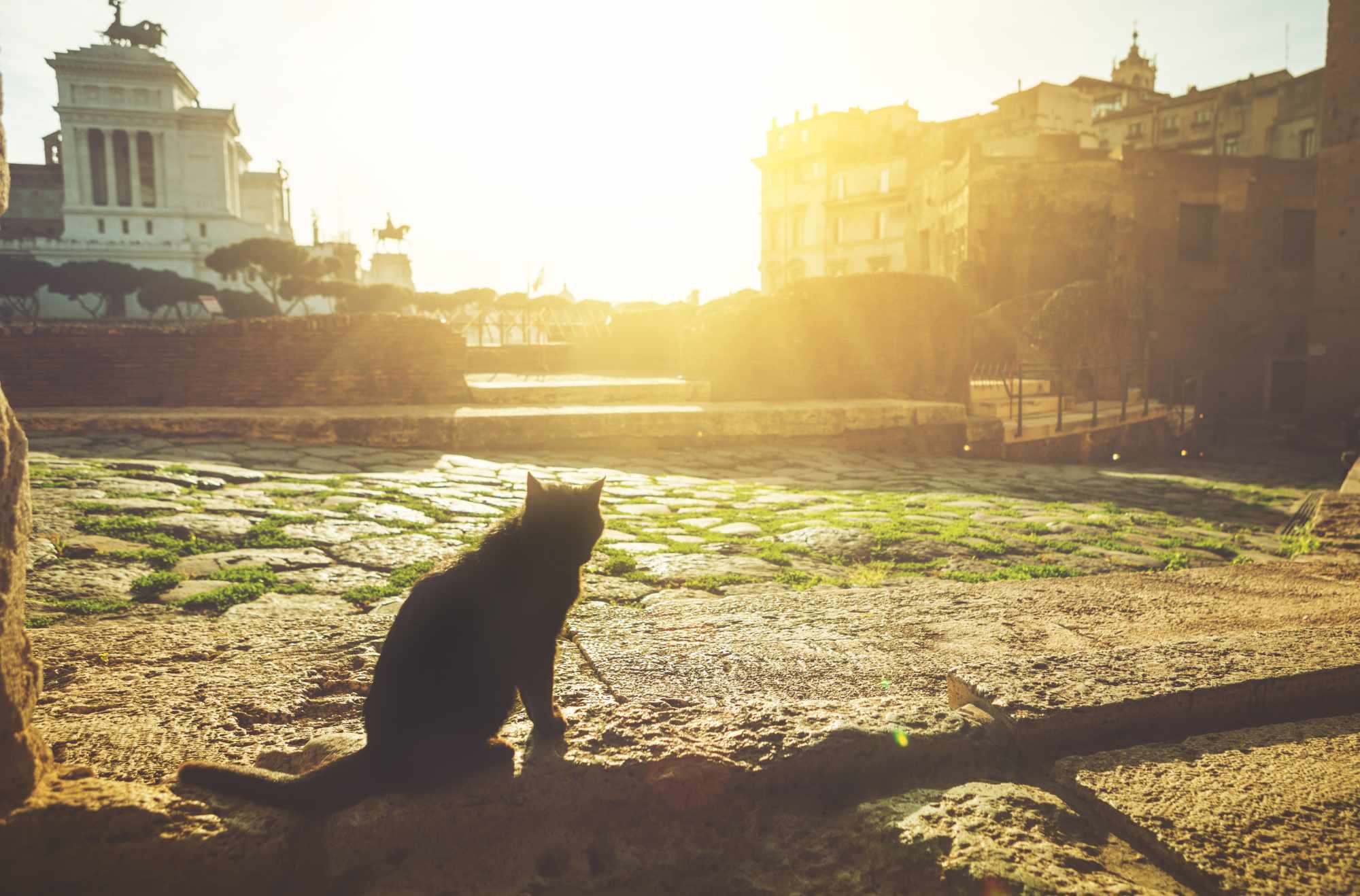 gatto al foro romano