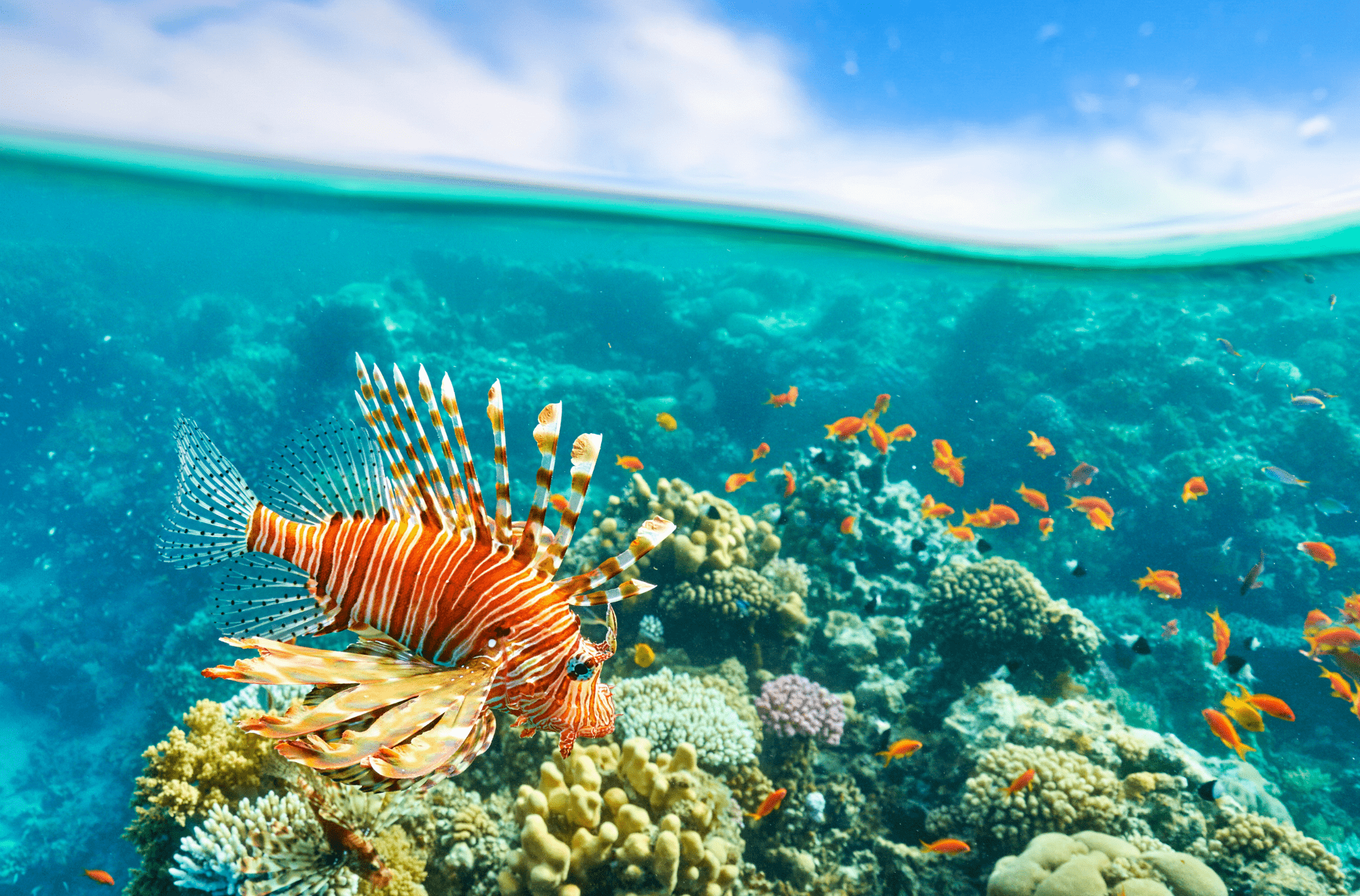 snorkeling-sharm-el-sheikh