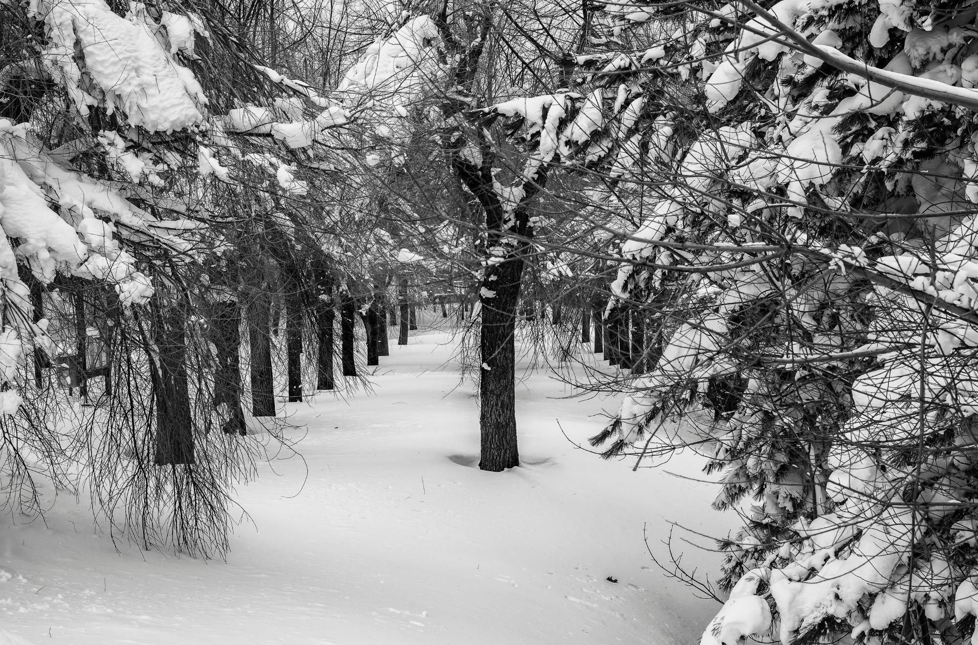 roccaraso innevata