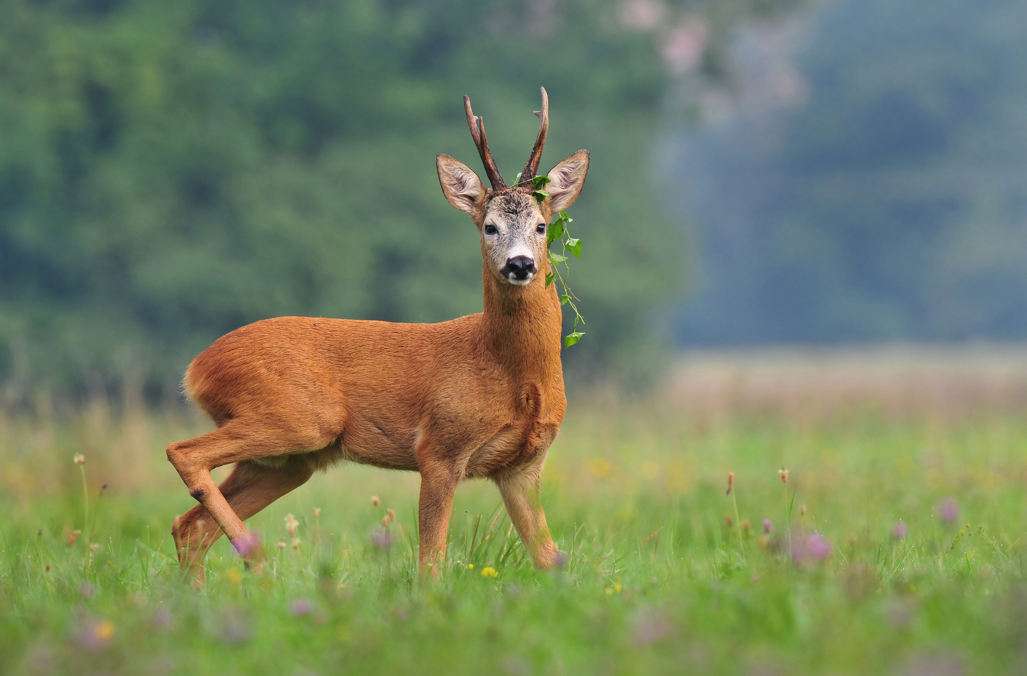 Parco Naturale Orsiera Rocciavrè