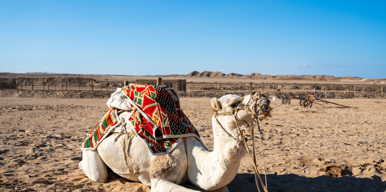 Escursioni a Marsa Alam