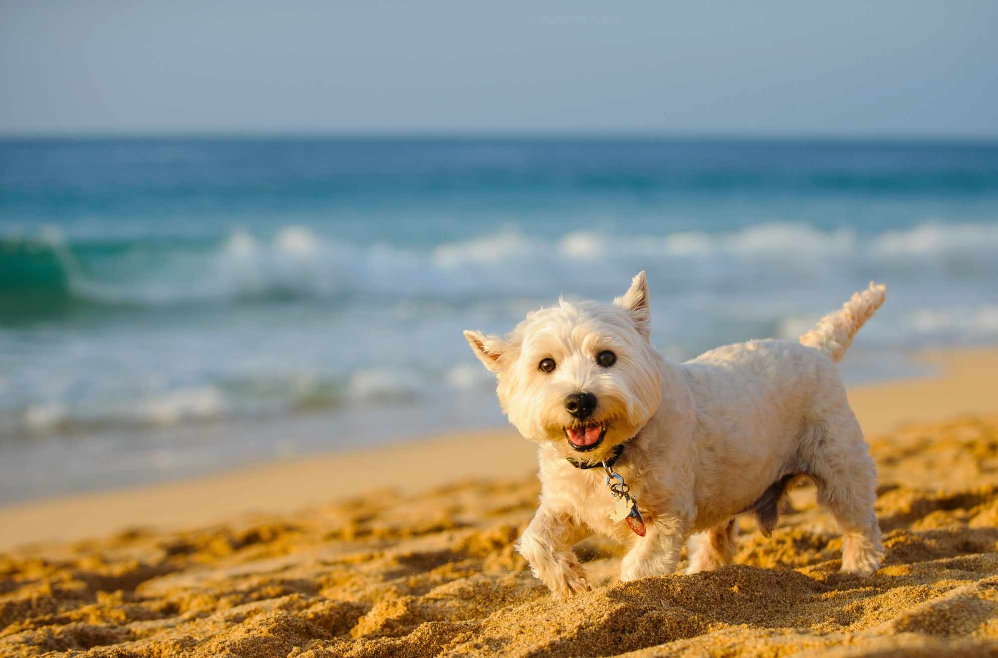 spiaggia libera per cani