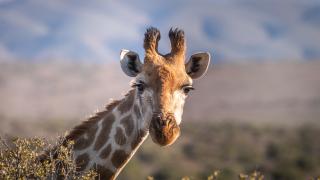 Safari Tsavo Est / Ovest + Mare